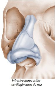 Anatomie Nez