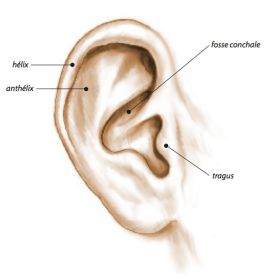 anatomie oreille